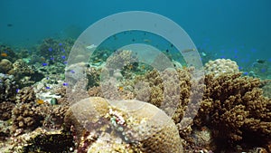 Coral reef with fish underwater. Camiguin, Philippines