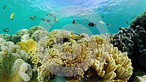 Coral reef with fish underwater. Camiguin, Philippines