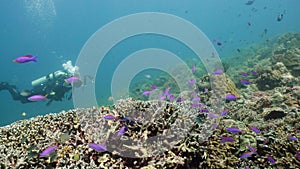 Coral reef with fish underwater. Camiguin, Philippines