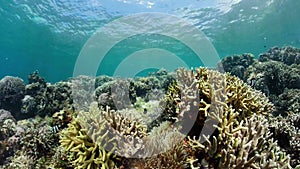 Coral reef with fish underwater. Camiguin, Philippines