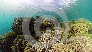 Coral reef with fish underwater. Camiguin, Philippines