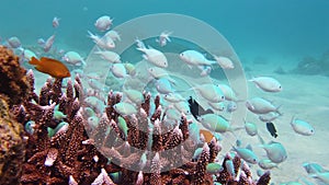 Coral reef with fish underwater. Leyte, Philippines.