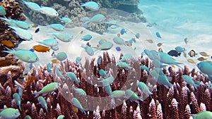 Coral reef with fish underwater. Leyte, Philippines.