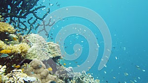 Coral reef with fish underwater. Leyte, Philippines.