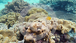 Coral reef with fish underwater. Leyte, Philippines.