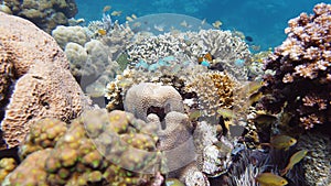 Coral reef with fish underwater. Leyte, Philippines.