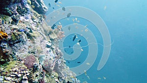 Coral reef with fish underwater. Leyte, Philippines.