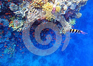 Coral reef with fishes