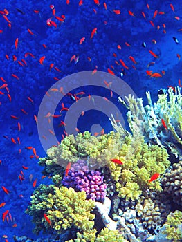 Coral reef with fishes