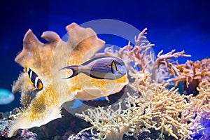 Coral reef fishes