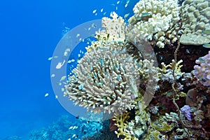 Coral reef with fishes chromis caerulea and diver , underwater