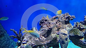 Coral reef fishes floating in its natural habitation