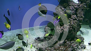 Coral reef fishes floating in its natural habitation