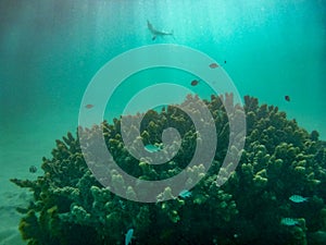 Coral Reef fishes over coral at Cape Range National Park close to Exmouth Australia