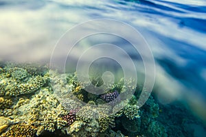 Coral reef with fishes of the red sea