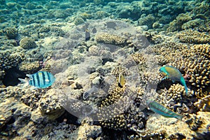 Coral reef with fishes of the red sea