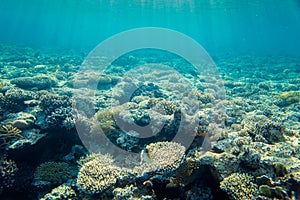 Coral reef with fishes of the red sea