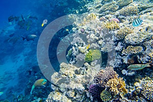 Coral reef with fishes of the red sea