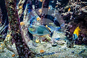 Coral reef fishes in the water