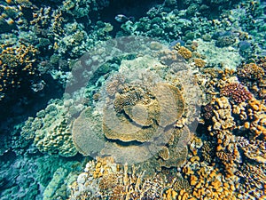 Coral reef garden in red sea, Marsa Alam Egypt