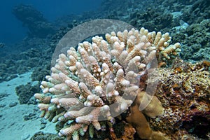 Coral reef with great Acropora coral (Scleractinia) at the bottom of tropical sea, underwater lanscape photo