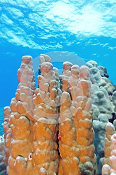 Coral reef with great porites coral at the bottom of tropical se