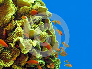 Coral reef with great yellow coral Turbinaria reniformis