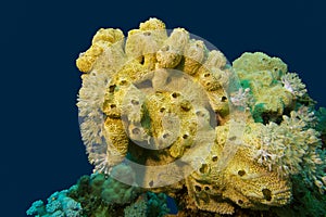 Coral reef with great yellow sea sponge at the bottom of tropical sea