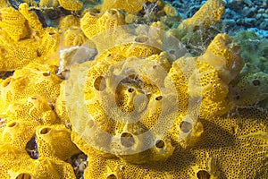 Coral reef with great yellow sea sponge in tropical sea , underwater