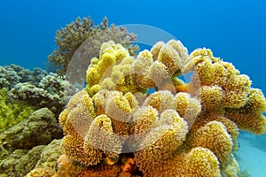 Coral reef with great yellow soft coral at the bottom of red sea