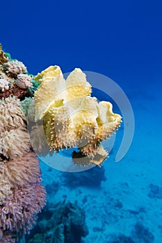 Coral reef with great yellow soft coral at the bottom of tropical sea