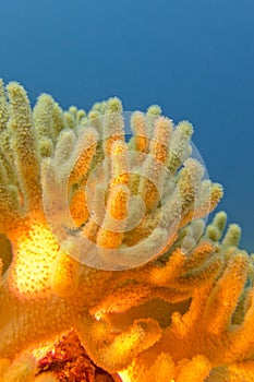 Coral reef with great yellow soft coral - underwater