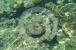 Coral reef on the ground and underwater view