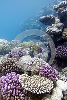 Coral reef with hard corals