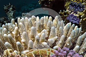 Coral reef with hard corals with exotic fishes anthias