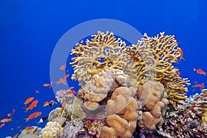 Coral reef with hard corals and exotic fishes at the bottom of tropical sea