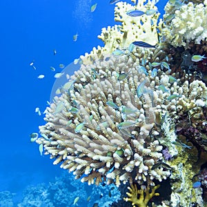 Coral reef with hard corals ,fishes chromis caerulea in tropical sea