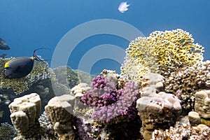 Coral reef with hard and fire corals on the bottom of red sea