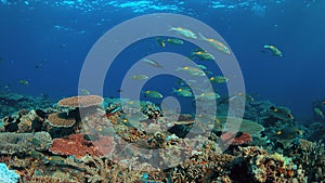 Coral reef with healthy hard corals