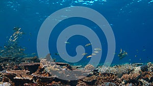 Coral reef with healthy hard corals