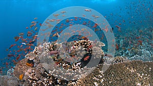 Coral reef with healthy hard corals and plenty fish