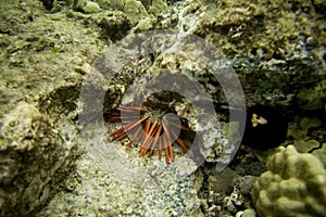 Coral Reef with Hiding Sea Urchin
