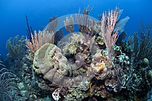 Coral reef in Honduras
