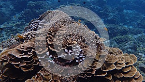 Coral reef of indonesia north of gili trawangan and gili air lombok bali