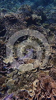 Coral reef of indonesia north of gili trawangan and gili air lombok bali