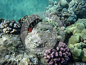 Coral reef on the island on Maui Hawaii