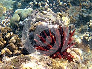 Coral reef on the island on Maui Hawaii