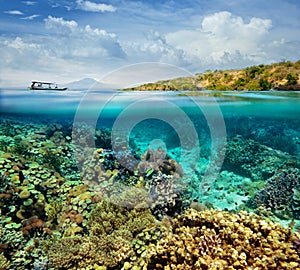 Coral reef on the island of Menjangan. Indonesia