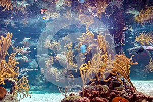 Coral reef and its inhabitants in a natural habitat