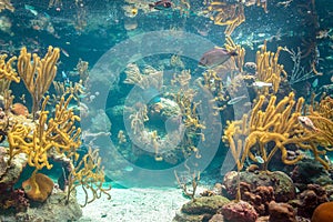 Coral reef and its inhabitants in a natural habitat